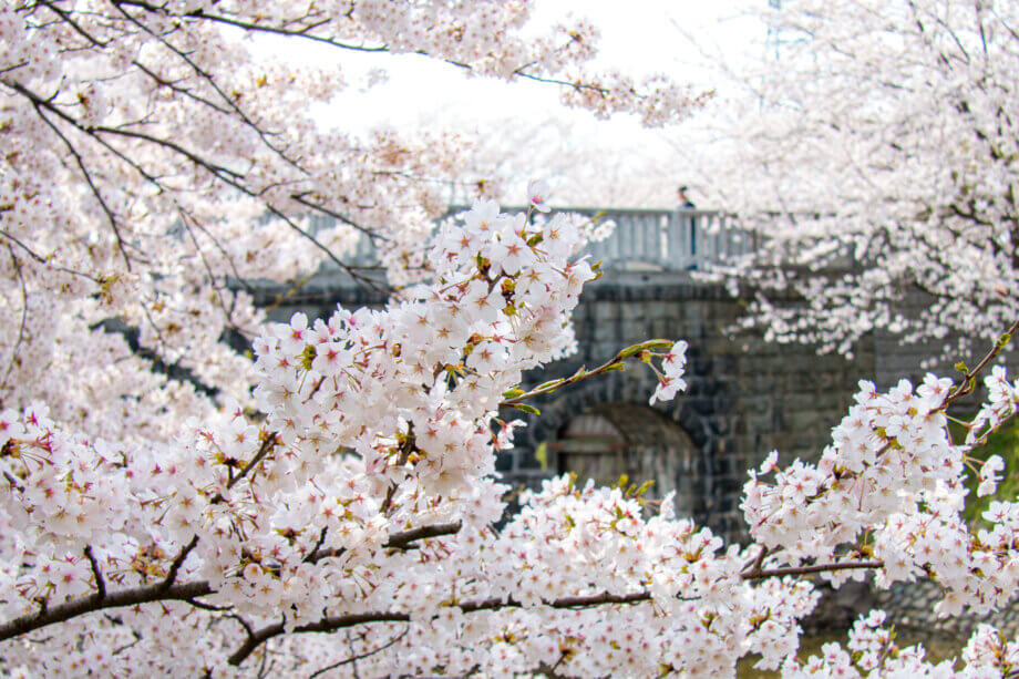 加治川堤の桜